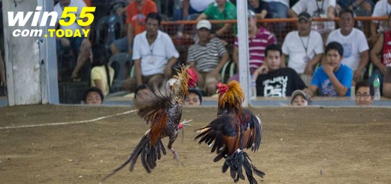 Bộ môn thu hút vì tính chiến thuật cao, nhanh và hấp dẫn 