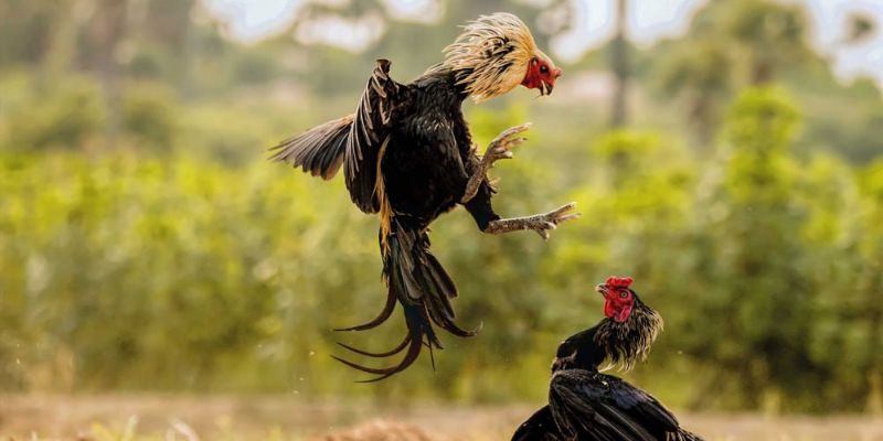 Hướng dẫn chi tiết luật chơi cho các tân sư kê